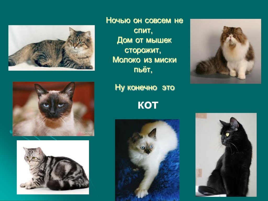 Проект о домашнем животном 1 класс кошки