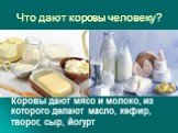 Что дают коровы человеку? Коровы дают мясо и молоко, из которого делают масло, кефир, творог, сыр, йогурт