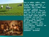 Козы не требуют особого ухода, но они слишком привязчивы к хозяевам и брезгливы, чем и осложняют уход за собой. Среди них бывают животные с большими причудами. Если во время еды что-то из пищи упадет на землю, коза есть это не будет. Если в ведро с водой сунулся ее же козленок, мать даже не подойдет