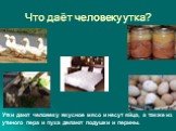 Что даёт человеку утка? Утки дают человеку вкусное мясо и несут яйца, а также из утиного пера и пуха делают подушки и перины.