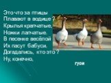 Это что за птицы Плавают в водице ? Крылья крапчатые, Ножки лапчатые. В песенке весёлой Их пасут бабуси. Догадались, кто это ? Ну, конечно, гуси