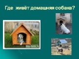 Где живёт домашняя собака?