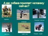 А как собака помогает человеку сейчас? охраняет охотится пасёт скот Помогает слепым Спасает людей защищает