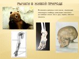 В скелете животных все кости, имеющие некоторую свободу движения являются рычагами: кости ног и рук, череп, нижняя челюсть. РЫЧАГИ В ЖИВОЙ ПРИРОДЕ