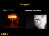 Галерея Ядерный взрыв: Кошка из Чернобыля: