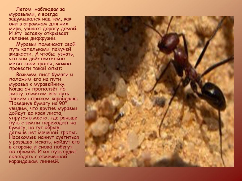 Муравей нашел зерно оно было тяжелое. Загадка про муравья. Детский доклад про муравьев. Загадка про муравья для детей. Сообщение о наблюдении за муравьями.