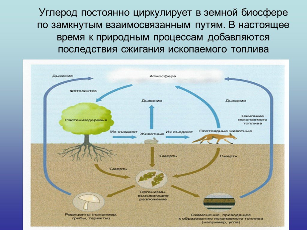 Растения в биосфере является. Круговорот углерода в биосфере. Цикл круговорота углерода в природе. Составление схем круговорота углерода. Упрощенная схема круговорота углерода в биосфере.