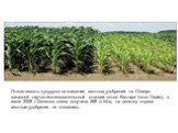 Отзывчивость кукурузы на внесение азотных удобрений на Северо-западной научно-исследовательской станции около Кастара (штат Огайо), в июле 2008 г. Делянка слева получила 269 кг N/га, на делянку справа азотные удобрения не вносились.
