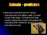 Not bad a presentiment of natural disturbances and attack pets. It is well known that dogs, chickens and pigs shortly before the onset of disasters are changing their behavior, give in to apathy and refuse to eat. Animals - predictors