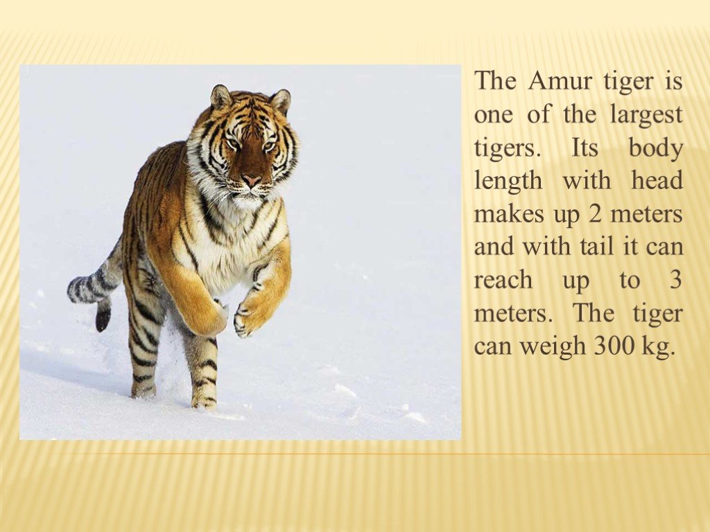 Английский язык написать про животного. Описание тигра. Про тигра по английскому. Проект по английскому про тигра. О Тигре на английском языке.