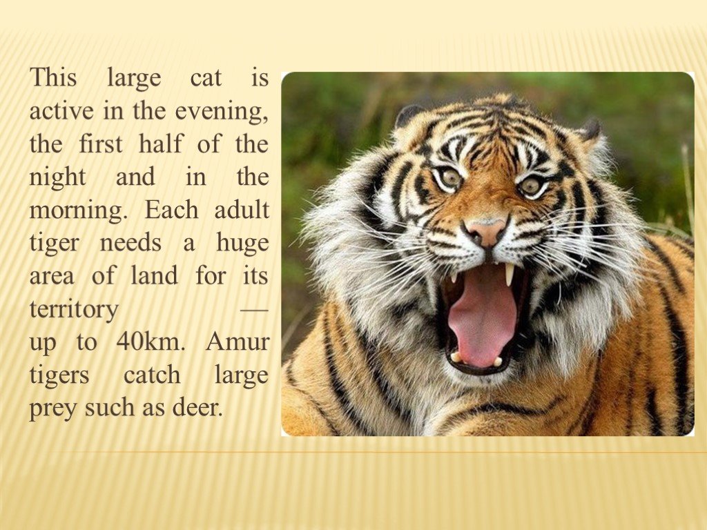 Английский язык рассказ о питомце. Тигр по английскому языку. Описание тигра на английском языке. О тиграх на английском языке. Амурский тигр на английском языке.