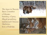 The tiger in Russia faces a number of threats: hunting of prey, illegal poaching, traditional Chinese Medicine, loss of habitat.