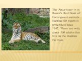 The Amur tiger is in Russia's Red Book of Endangered animals. Hunting for tigers is prohibited since 1947. There are only about 500 adults that live in the Russian Far East.