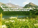 Plant life. Many plants of Kamchatka are among endangered species. They are recorded in the Red Book