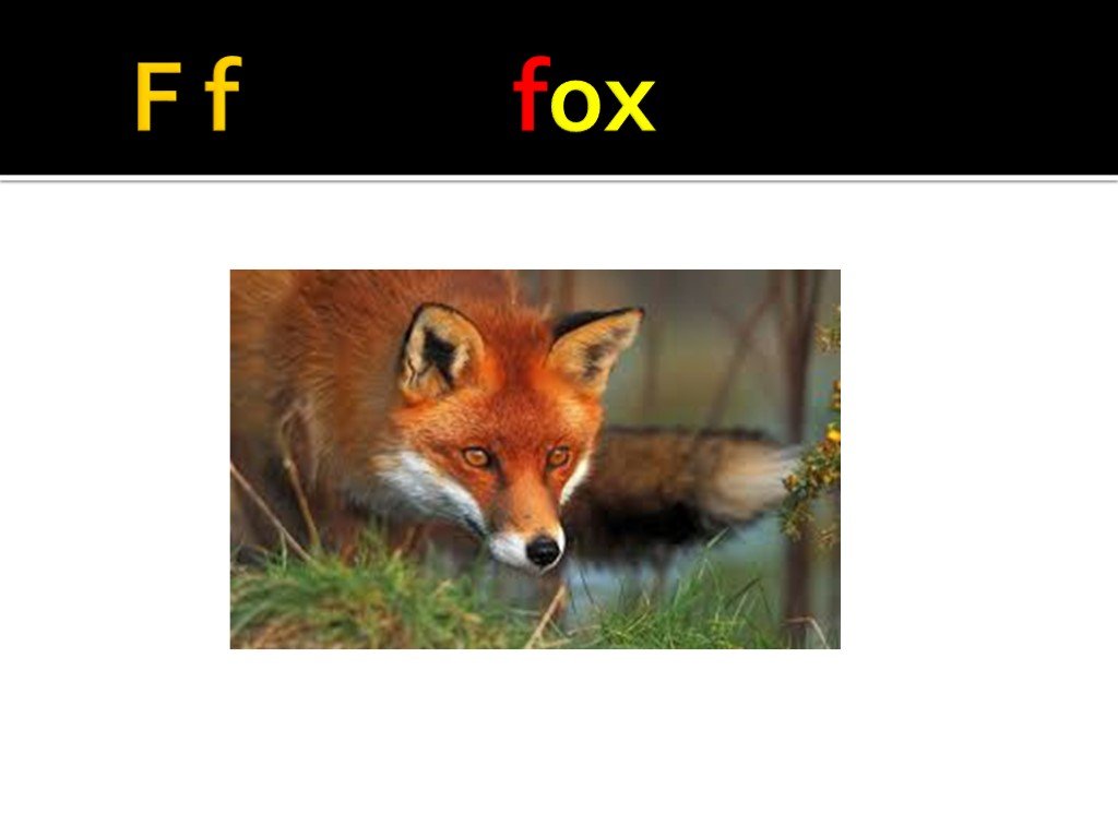 Презентация на английском о лисе. ;F,F лиса. Лиса на английском. F2u Fox.