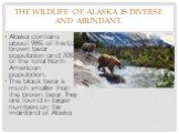 The wildlife of Alaska is diverse and abundant. Alaska contains about 98% of the U.S. brown bear population and 70% of the total North American population. The black bear is much smaller than the brown bear. They are found in larger numbers on the mainland of Alaska