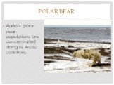 polar bear. Alaska's polar bear populations are concentrated along its Arctic coastlines.