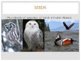 Birds. Hundreds of species of birds inhabit Alaska