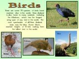 There are some 70 species of birds found nowhere else in the world. New Zealand is also home to many seabirds including the Albatross, which has the longest wing span of any bird in the world. The most spectacular of all New Zealand birds was the Moa. Some Moa's reached heights of 15 feet, making th