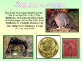 The kiwi bird was named so for the sound of its chirp. This flightless bird has an long beak and plumage more like hair than feathers. It weights about 2 kg. The dollar coin features a kiwi bird on one side. National Emblem