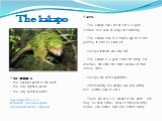The kakapo. The kakapo is ... • the heaviest parrot in the world. • the only flightless parrot. • the only nocturnal parrot. nocturnal [nɔk'tɜːn(ə)l]- активный в ночное время; способный видеть в темноте. Facts: - The kakapo does not fly but is a good Climber and uses its wings for balancing. - The k