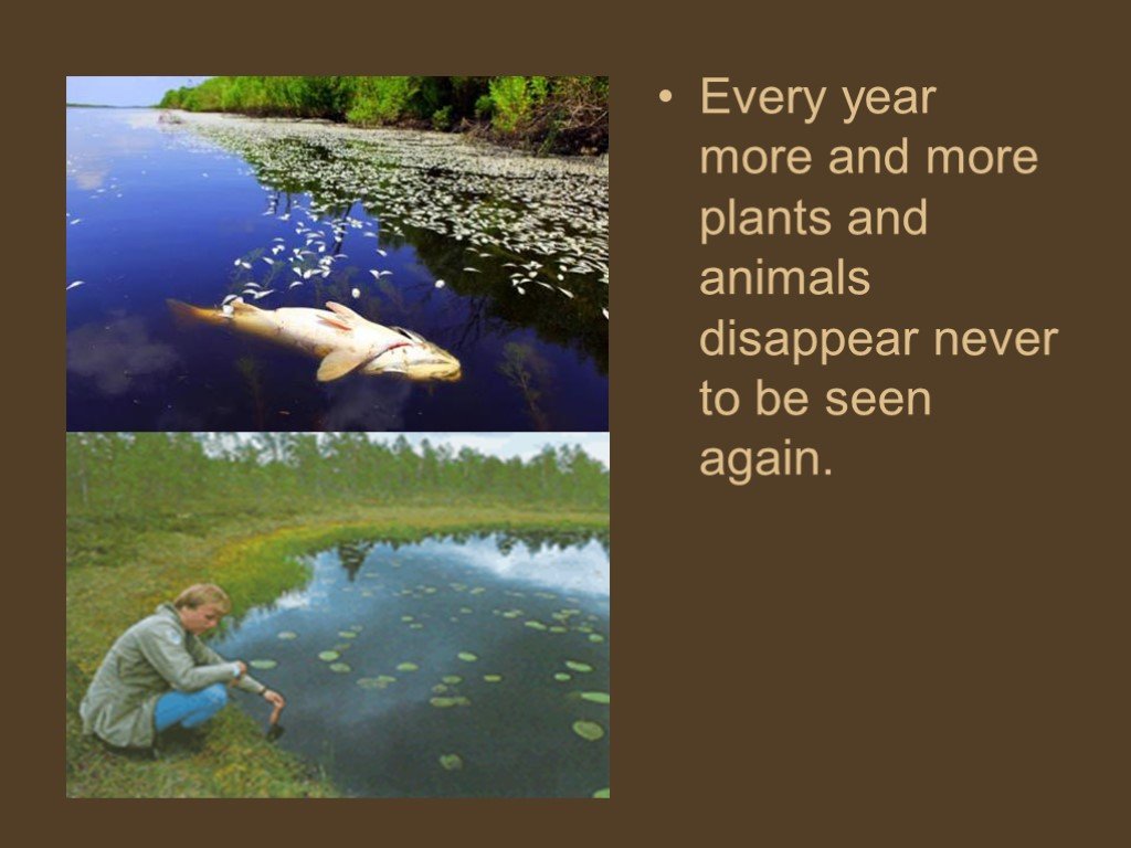 Disappearing animals. Every year more and more Plants and animals disappear. Every Rain. Disappearing Plants and animals.