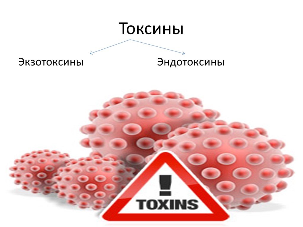 Экзотоксины и эндотоксины. Токсины. Токсины в организме. Токсины картинки. Токсины микробиология.