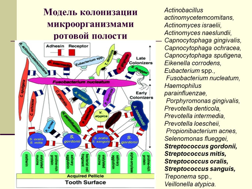 Микроорганизмы полости рта. Бактерии обитающие в ротовой полости. Микробиология ротовой полости. Основные формы бактерий, обитающих в полости рта..