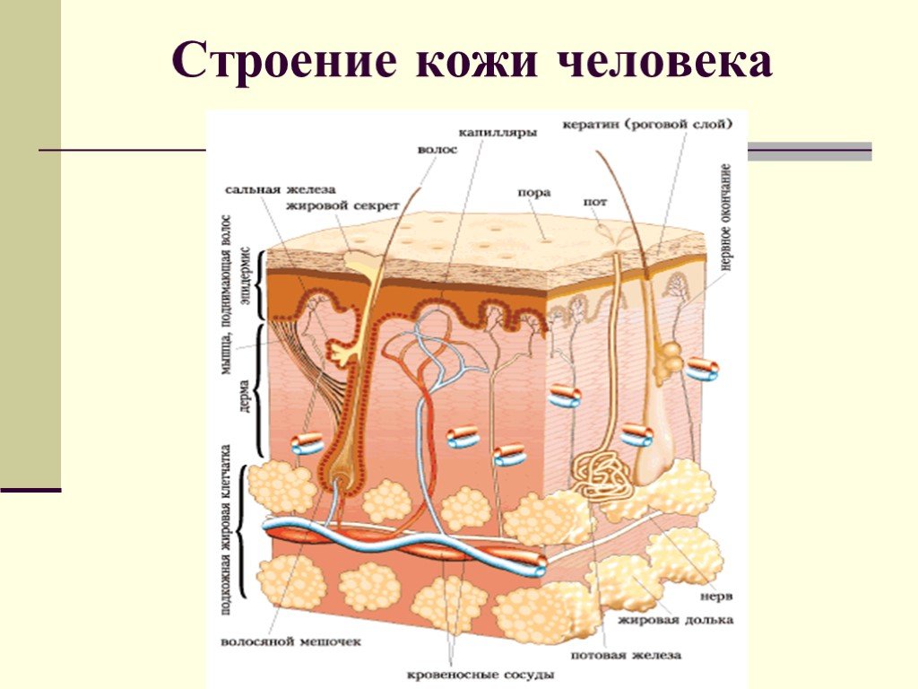 В каком слое кожи находятся железы. Кожа из чего состоит человека 4 класс. Сальные железы кожи анатомия. Структура кожи схема. Схема анатомии строение и функция кожи.