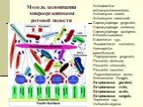 Модель колонизации микроорганизмами ротовой полости. Actinobacillus actinomycetemcomitans, Actinomyces israelii, Actinomyces naeslundii, Capnocytophaga gingivalis, Capnocytophaga ochracea, Capnocytophaga sputigena, Eikenella corrodens, Eubacterium spp., Fusobacterium nucleatum, Haemophilus parainflu