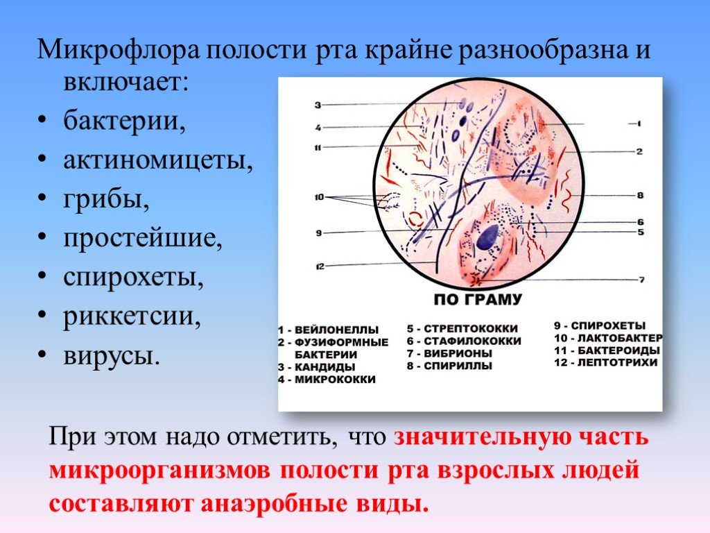 Микрофлора полости рта презентация