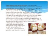 Меловидно-крапчатая форма - как правило, поражаются зубы всех групп. Клиническая картина поражения разнообразна. Иногда вся поверхность коронок зубов депигментирована, имеет меловидный оттенок, но сохраняет блеск, однако чаще она приобретает матовый оттенок. И в том, и в другом случае нередко имеютс
