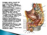 Топография органов мужского таза (из: Кованов В.В., ред., 1987): 1 - нижняя полая вена; 2 - брюшная аорта; 3 - левая общая подвздошная артерия; 4 - мыс; 5 - прямая кишка; 6 - левый мочеточник; 7 - прямокишечно-пузырная складка; 8 - прямокишечно-пузырное углубление; 9 - семенной пузырек; 10 - предста
