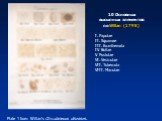 10 Основных высыпных элементов по Willan (1798) I. Papulae II. Squamae III. Exanthemata IV. Bullae V. Pustulae VI. Vesiculae VII. Tubercula VIII. Maculae. Plate 1 from Willan’s On cutaneous diseases.