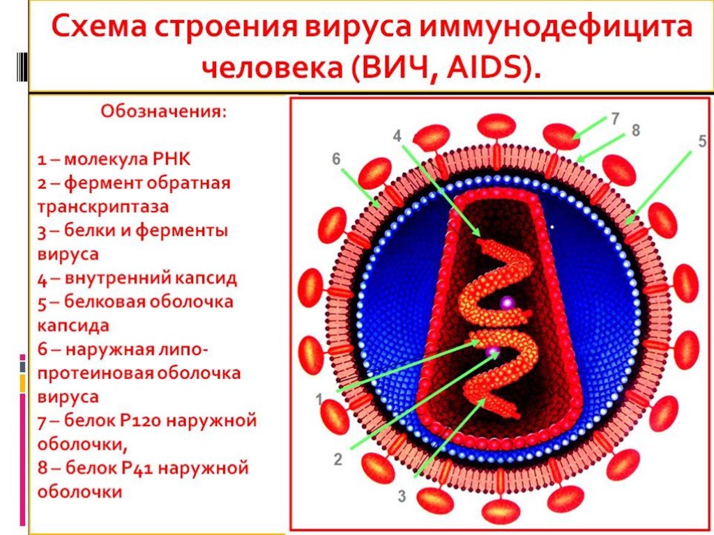Иммунодефицит это вич. ВИЧ структура вириона. Схема строения вириона ВИЧ инфекция. Ферменты вириона ВИЧ. Структура вируса иммунодефицита человека ВИЧ 1 ВИЧ 2.
