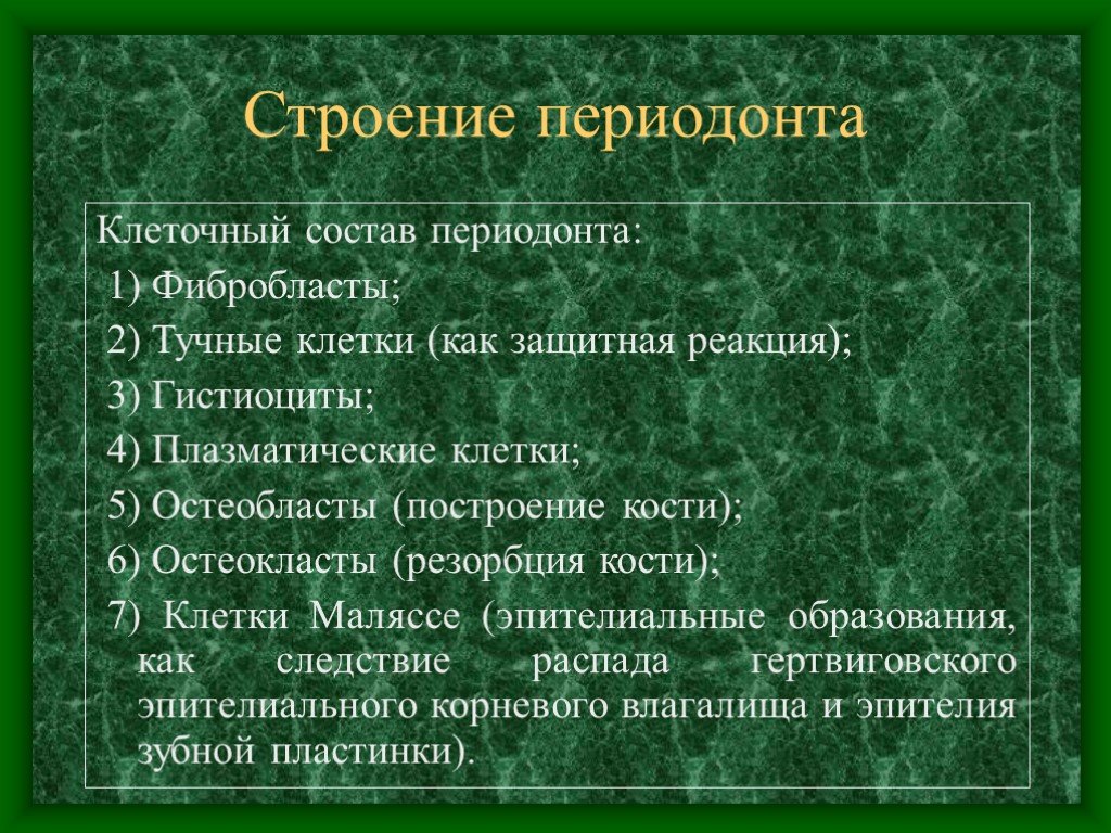 Периодонт. Строение периодонта. Клеточный состав периодонта. Клеточные элементы периодонта. Периодонт состав.