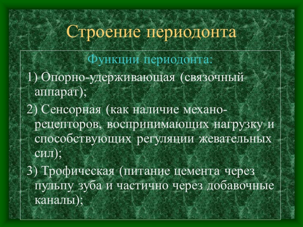 Роль пародонта. Периодонт строение и функции. Особенности строения периодонта у детей.