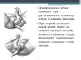 Освобождение ручек проводят при расположении туловища плода в прямом размере. При первой позиции левой рукой берут за голеностопные суставы ножек и туловище плода размещают параллельно правому паховому сгибу матери.