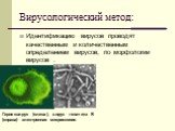 Вирусологический метод: Идентификацию вирусов проводят качественным и количественным определением вирусов, по морфологии вирусов . Герпесвирус (слева), вирус гепатита В (справа) электронная микроскопия.