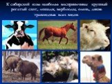 К сибирской язве наиболее восприимчивы крупный рогатый скот, лошади, верблюды, олень, дикие травоядные всех видов