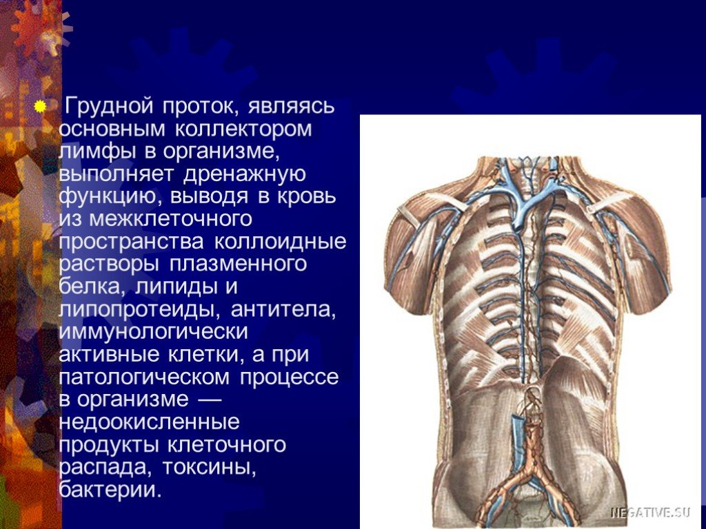 Грудной проток. Топография грудного лимфатического протока. Лимфатический проток Пирогова. Грудной лимфатический проток топографическая анатомия. Грудной проток топография.