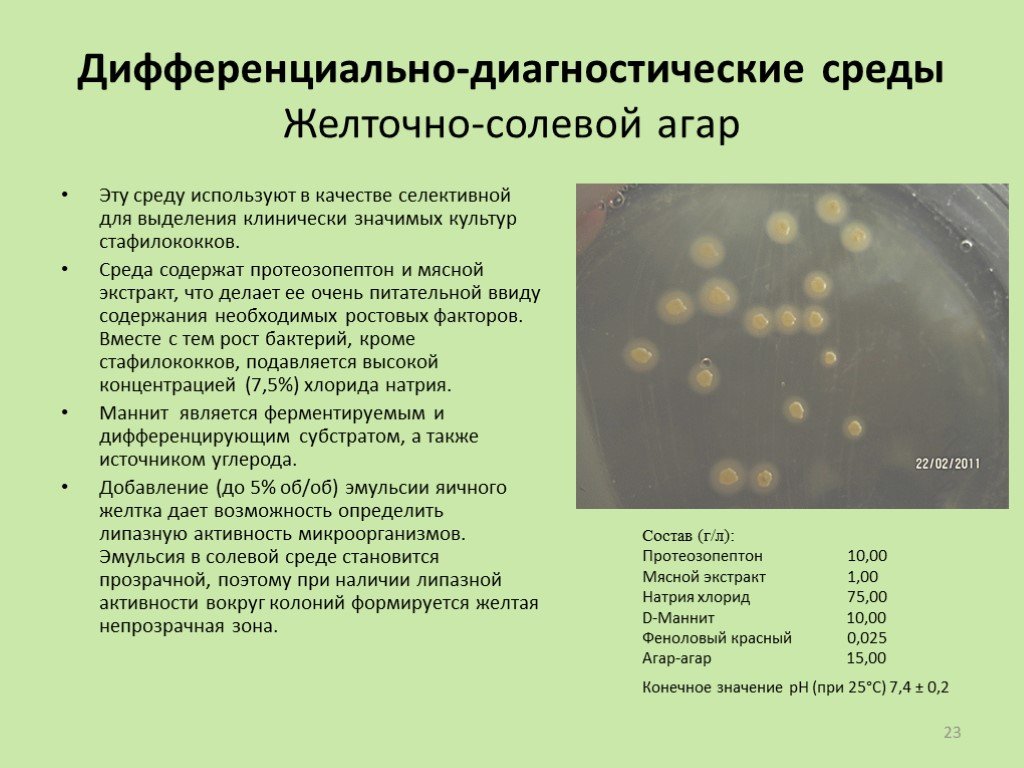 Staphylococcus aureus среда. Желточно-солевой агар Тип среды. Желточно-солевой агар (ЖСА). Стафилококк на желточно солевом агаре. Питательная среда желточно солевой агар.