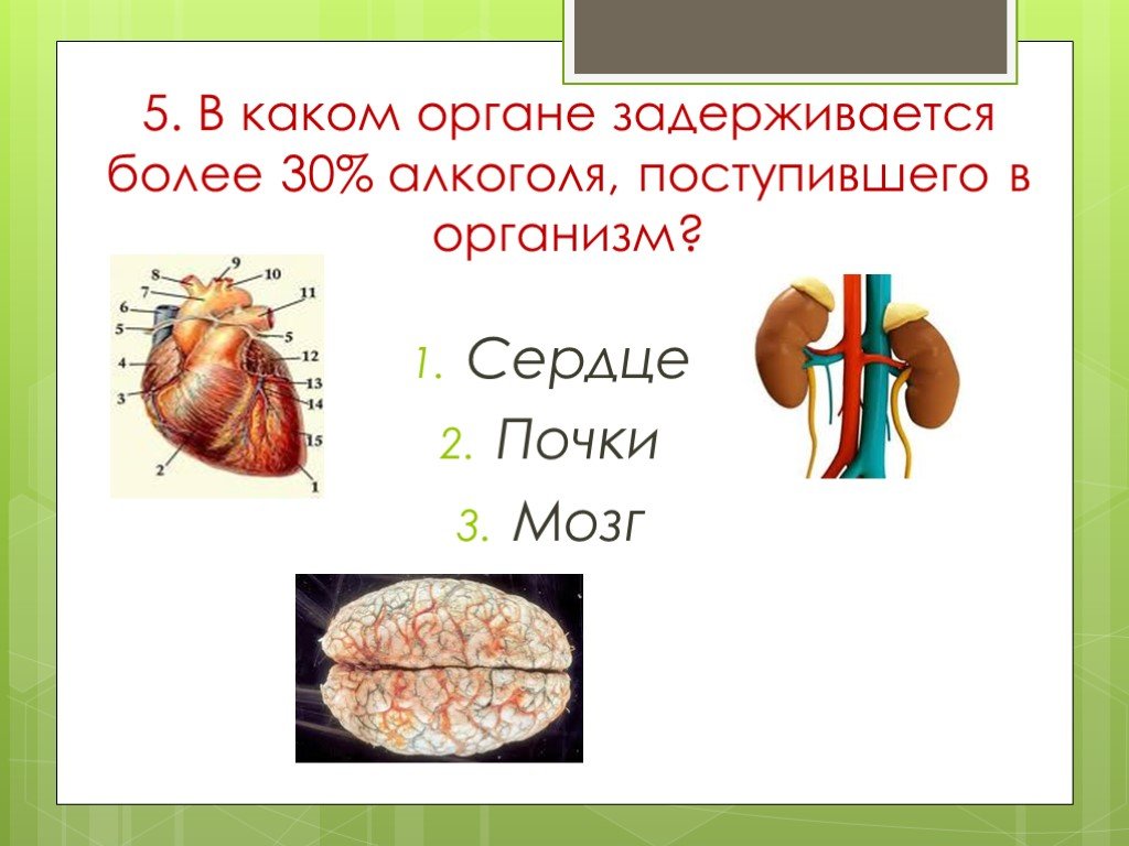 Почка мозг. Какие органы. Что такое почки 3 класс.