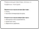 Поражающие факторы лесных и торфяных пожаров. Первичные поражающие факторы: огонь, высокая температура воздуха. Вторичные поражающие факторы: обширные зоны задымления, ядовитые газы, обрушение деревьев.