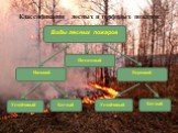 Подземный. Классификация лесных и торфяных пожаров: Виды лесных пожаров. Низовой Верховой Устойчивый Беглый