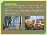 Низовой пожар : Лесной пожар, распространяющийся по лесной подстилке, опаду и нижнему ярусу лесной растительности (подлесок, подрост). Подразделяется на сильный (высота пламени фронтальной кромки - более 1.5...2.0 м), средний (высота пламени фронтальной кромки - от 0.6 до 1.5 м) и слабый (высота пла