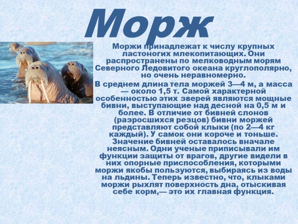 Презентация о моржах