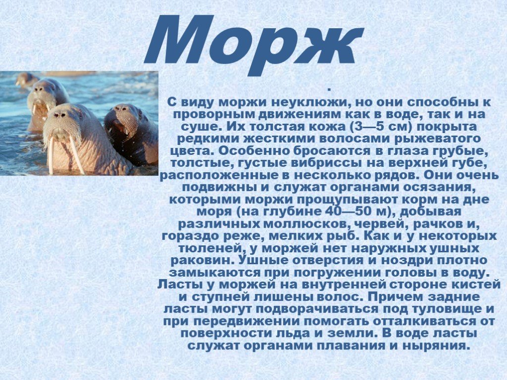 Животные арктики 4 класс. Доклад про моржа. Морж презентация. Рассказ о Морже. Морж описание.