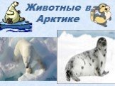 Животные в Арктике