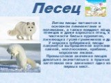 . Летом песцы питаются в основном леммингами и полевками, а также поедают яйца, птенцов и даже взрослых птиц, в частности белых куропаток, линяющих гусей-гуменников и др. У морских побережий песцы лакомятся выброшенной волнами сайкой, моллюсками, крабами, морскими ежами. Промысловое значение песцов 